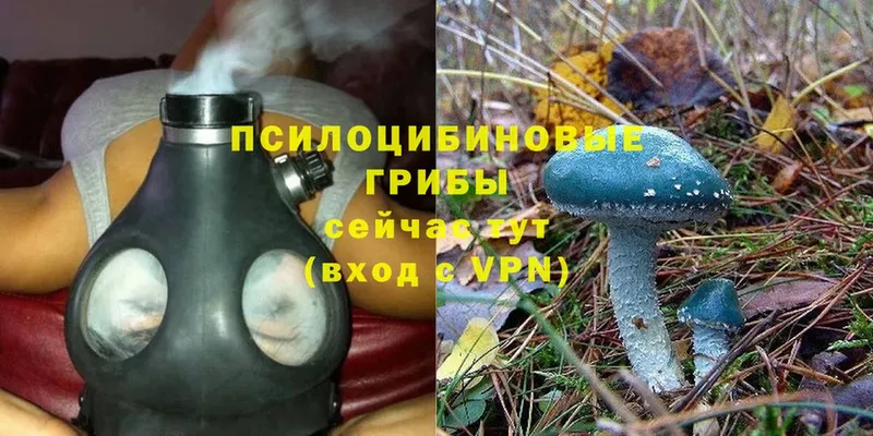 Галлюциногенные грибы Psilocybe  где купить наркоту  Жирновск 